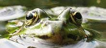 Breitmaulfrosch