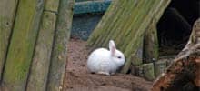 Kaninchen (Bild von flickr-Nutzer only_point_five)