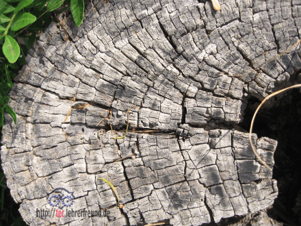 Altes_Holz_eukalyptus