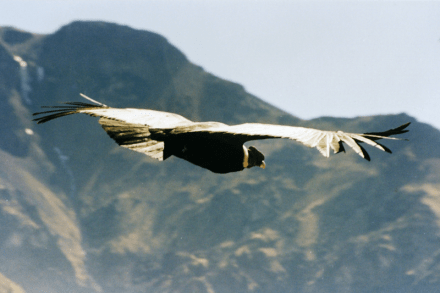 Condor_im_Flug_