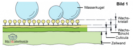 Lotoshaut mit Wassertropfen
