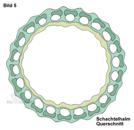 Schachtelhalm_Querschnitt