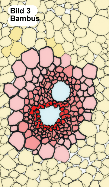 Zellen_farbe_440.png