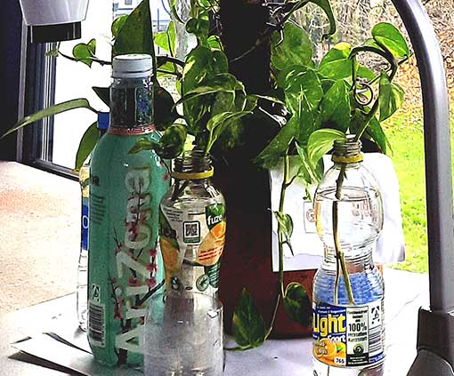 Ableger von Gisela in mit Wasser gefüllten Flaschen