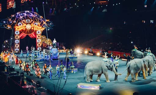 Elefanten-Show im Zirkus