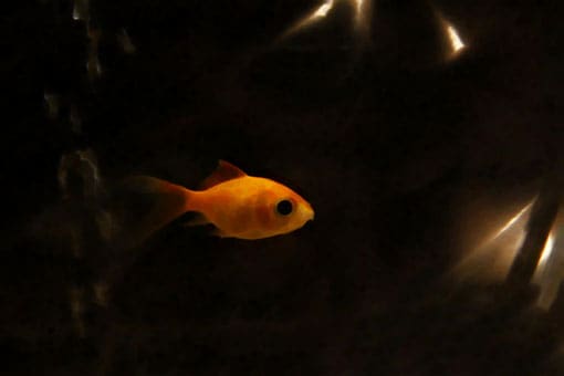 Goldfisch im Dunkeln