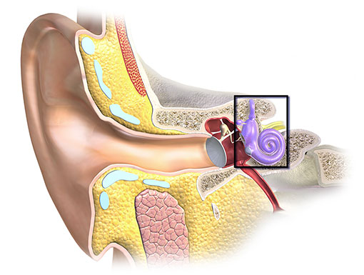 Ohr - Querschnittzeichnung