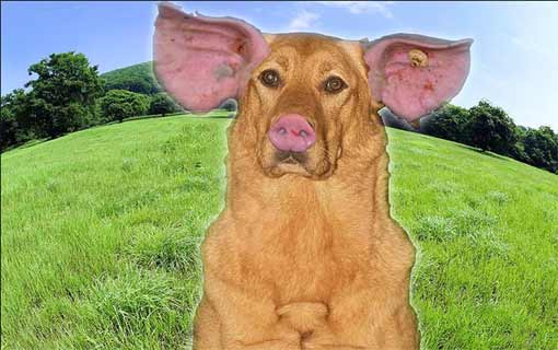 Schweinehund