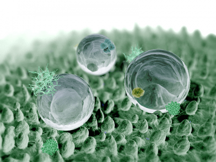 Lotoseffekt unter dem mikroskop