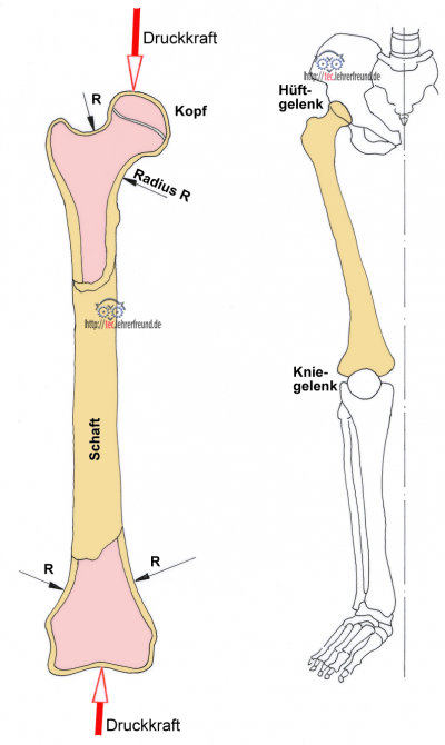 Skelett Oberschenkelknochen