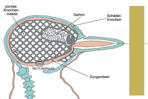 Specht-Kopf, Zeichnung, Vorschaubild